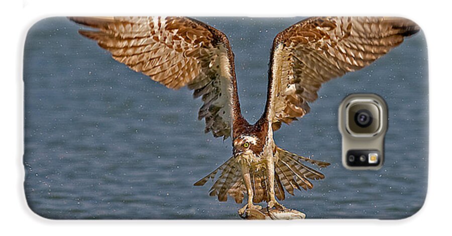 Osprey Galaxy S6 Case featuring the photograph Osprey Morning Catch by Susan Candelario