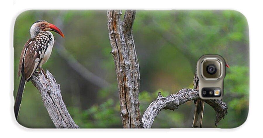 Hornbill Galaxy S6 Case featuring the photograph Red-billed Hornbills by Bruce J Robinson