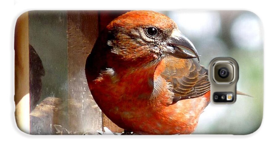 Colorado Galaxy S6 Case featuring the photograph Red Crossbill by Marilyn Burton