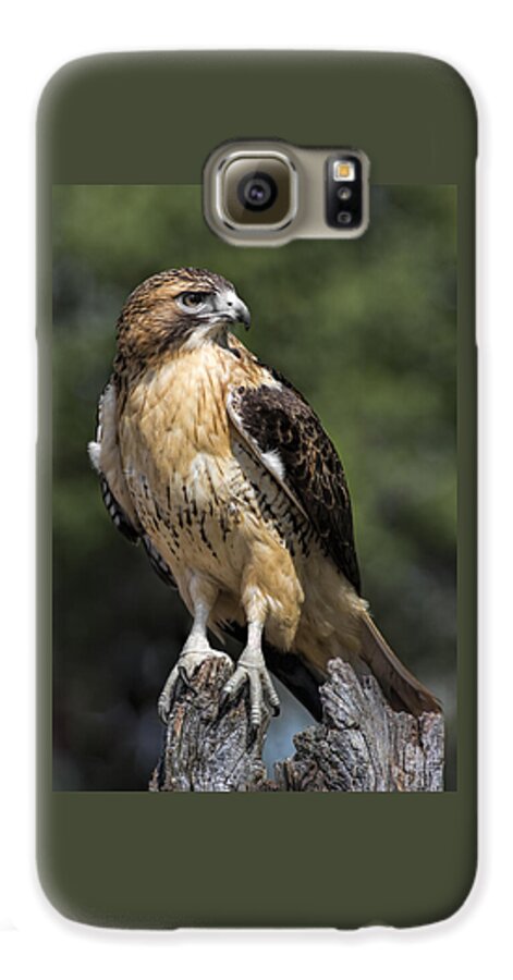 Red Tailed Hawk Galaxy S6 Case featuring the photograph Red Tailed Hawk by Dale Kincaid