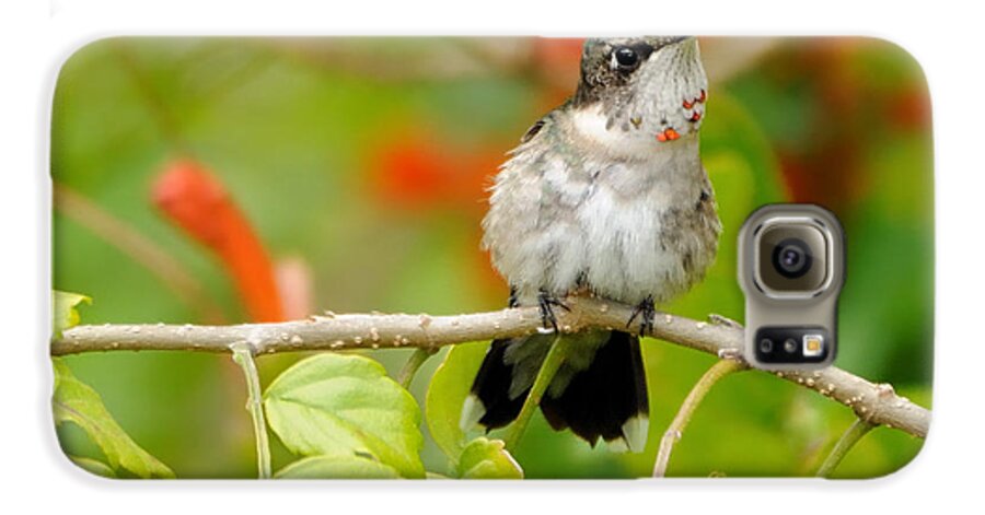 Hummingbird Galaxy S6 Case featuring the photograph Ruby Throat by Bradford Martin