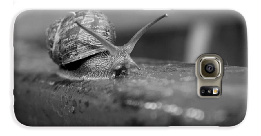 Insect Galaxy S6 Case featuring the photograph Snail by Lora Lee Chapman