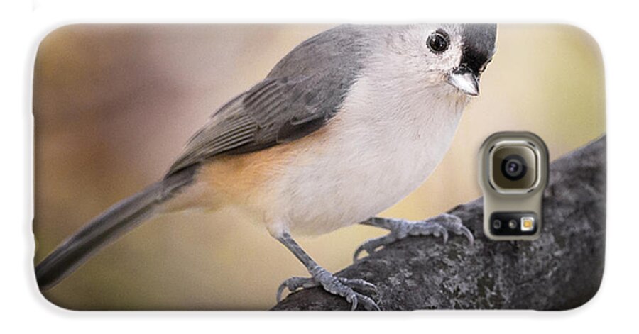 Tufted Titmouse Galaxy S6 Case featuring the photograph Tufted Titmouse by Bill Wakeley