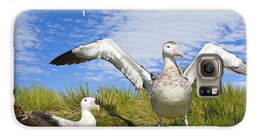 00345305 Galaxy S6 Case featuring the photograph Wandering Albatross Courting by Yva Momatiuk John Eastcott