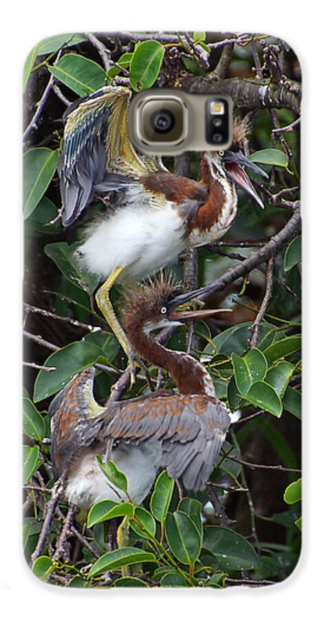 Tri-colored Heron Galaxy S6 Case featuring the photograph Wild and Crazy by Leda Robertson