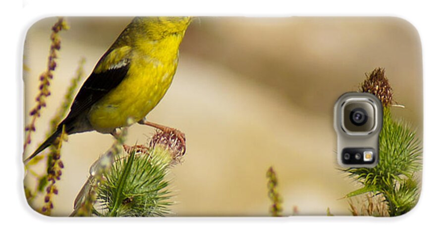 Bird Galaxy S6 Case featuring the photograph Goldfinch on Lookout by Bill Pevlor