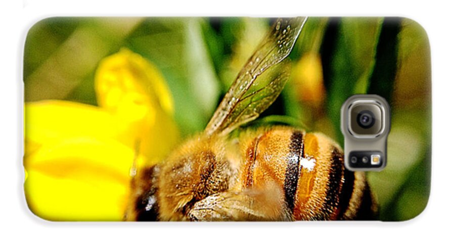Honey Bee Galaxy S6 Case featuring the photograph Honey Bee by Chriss Pagani