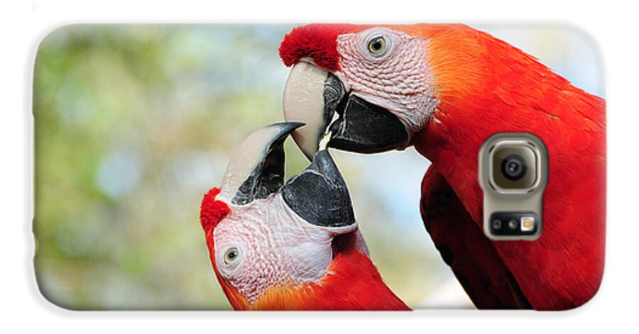 Bird Galaxy S6 Case featuring the photograph Macaws #1 by Steven Sparks