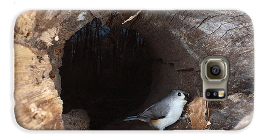 Tufted Titmouse Galaxy S6 Case featuring the photograph Tufted Titmouse In A Log #1 by Ted Kinsman