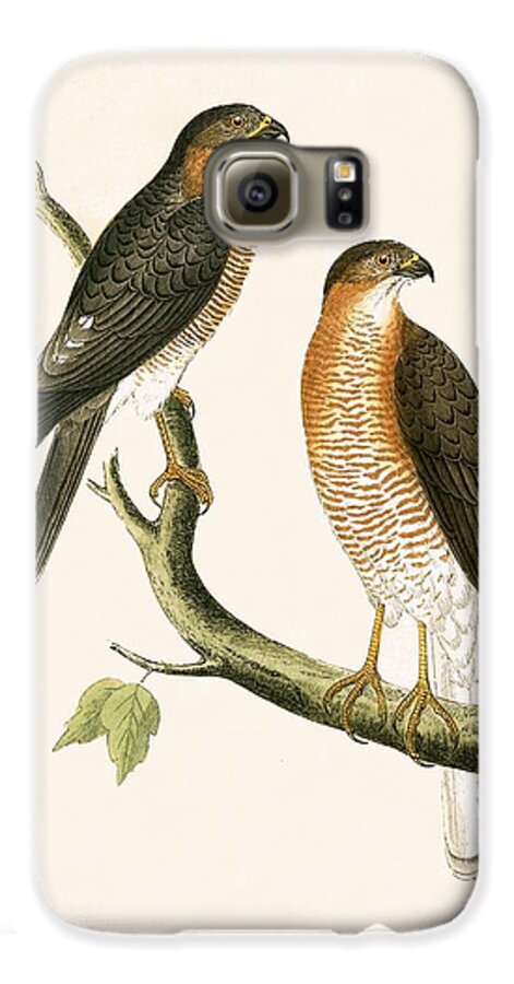 Bird Galaxy S6 Case featuring the painting Calcutta Sparrow Hawk by English School
