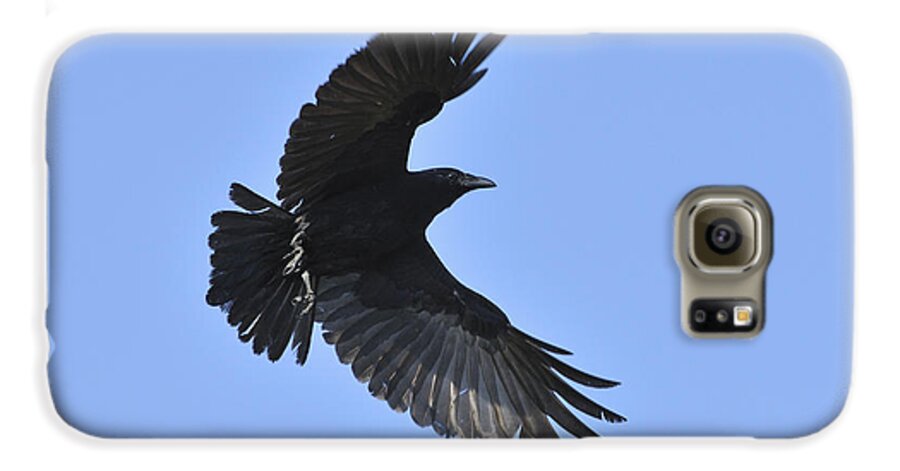 Crow Galaxy S6 Case featuring the photograph Crow in flight by Bradford Martin