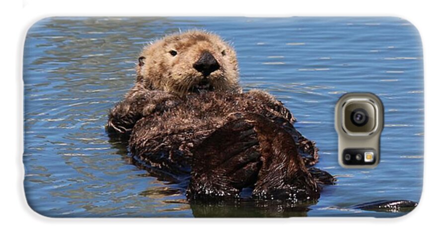 Sea Otter Galaxy S6 Case featuring the photograph Cuddle Bunches by Christy Pooschke
