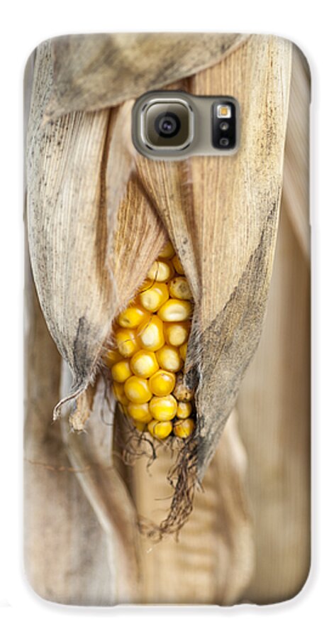 Golden Harvest Galaxy S6 Case featuring the photograph Golden Harvest by Christi Kraft
