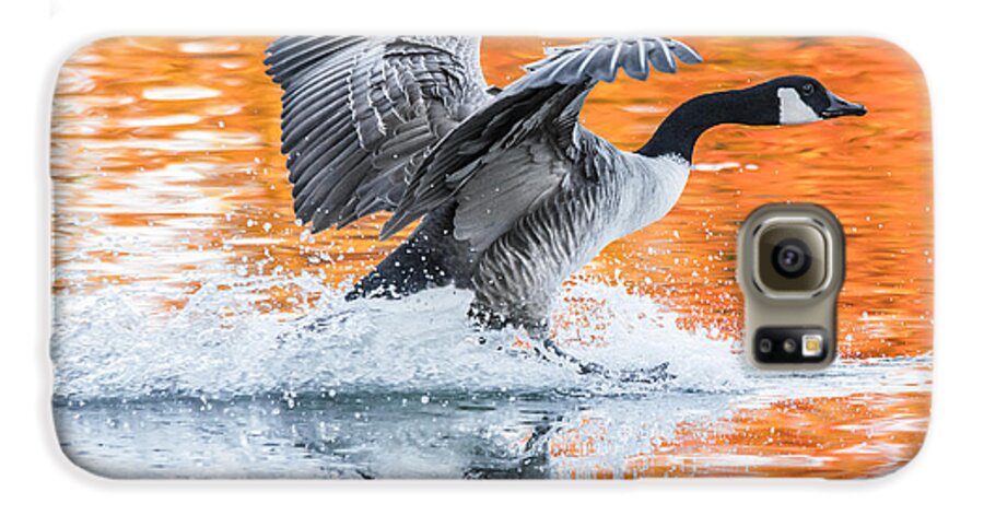 Canadian Goose Galaxy S6 Case featuring the photograph Landing by Parker Cunningham