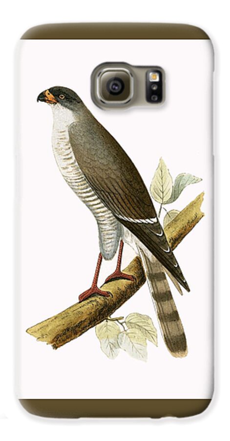 Ornithology Galaxy S6 Case featuring the painting Little Red Billed Hawk by English School