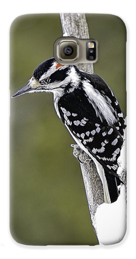 Woodpecker Galaxy S6 Case featuring the photograph Male Hairy Woodpecker by LeeAnn McLaneGoetz McLaneGoetzStudioLLCcom