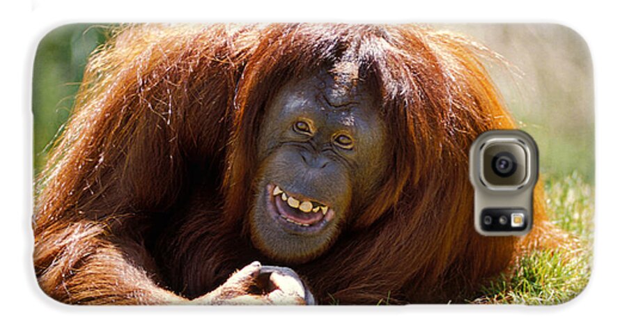 Animal Galaxy S6 Case featuring the photograph Orangutan In The Grass by Garry Gay