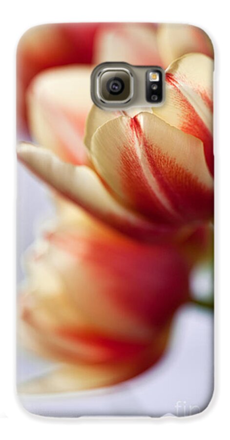 Tulip Galaxy S6 Case featuring the photograph Red and White Tulips by Nailia Schwarz
