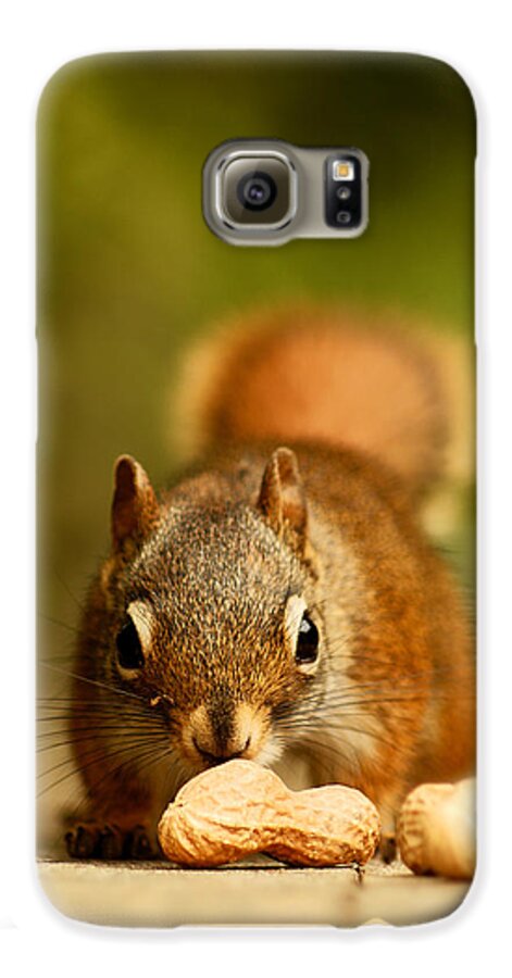 Red Squirrel Galaxy S6 Case featuring the photograph Red Squirrel  by Cale Best