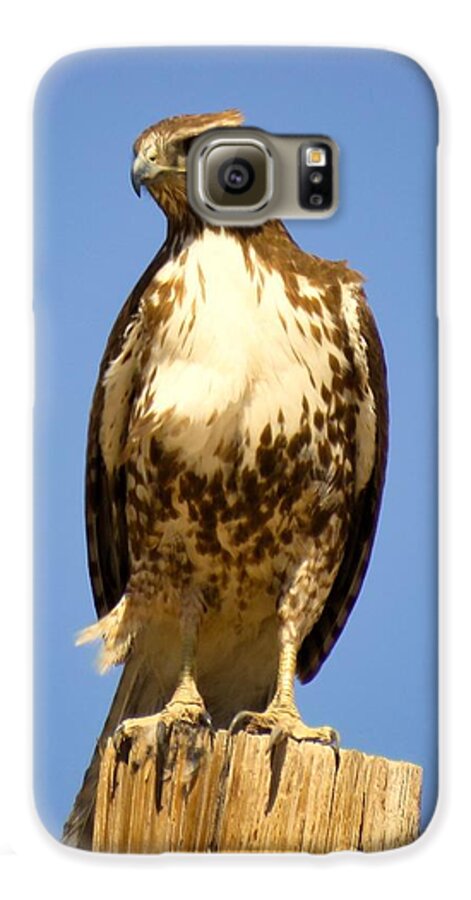 Arizona Galaxy S6 Case featuring the photograph Red-Tailed Hawk on Post by Judy Kennedy