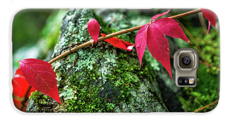 Fall Galaxy S6 Case featuring the photograph Red Vine by Bill Pevlor
