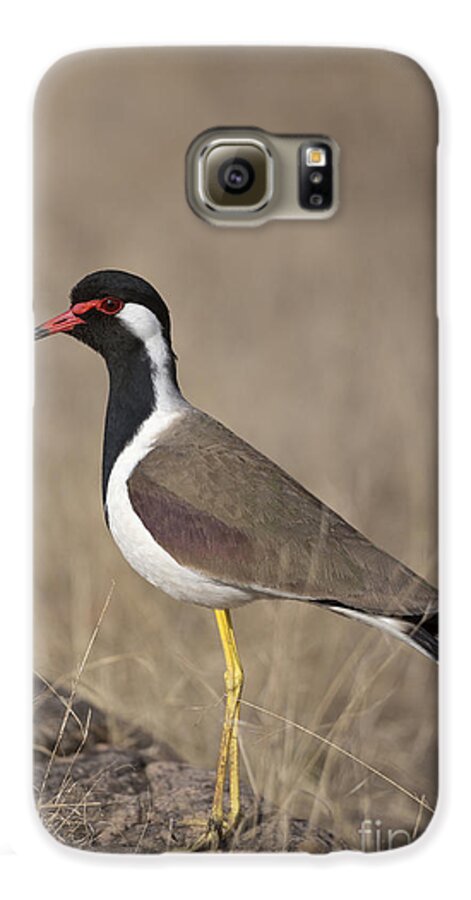 Red-wattled Lapwing Galaxy S6 Case featuring the photograph Red-wattled Lapwing by Bernd Rohrschneider/FLPA