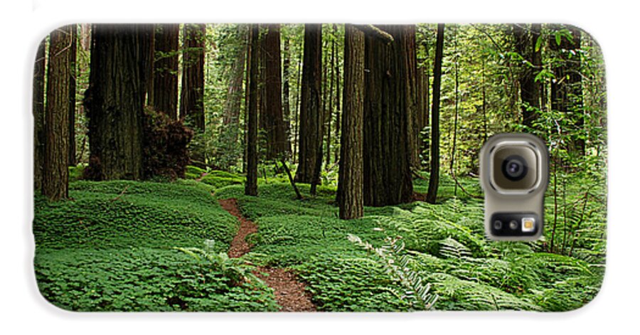 Redwood Galaxy S6 Case featuring the photograph Redwood Forest Path by Melany Sarafis