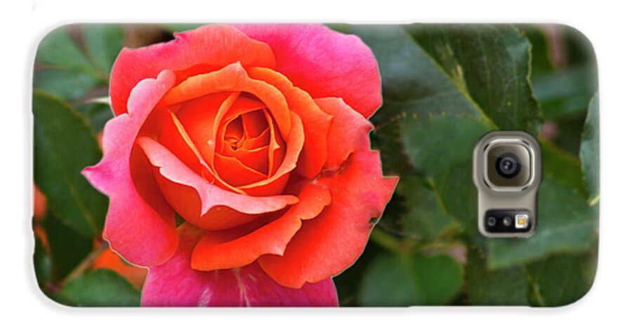 Rose Galaxy S6 Case featuring the photograph Rose by Bill Barber