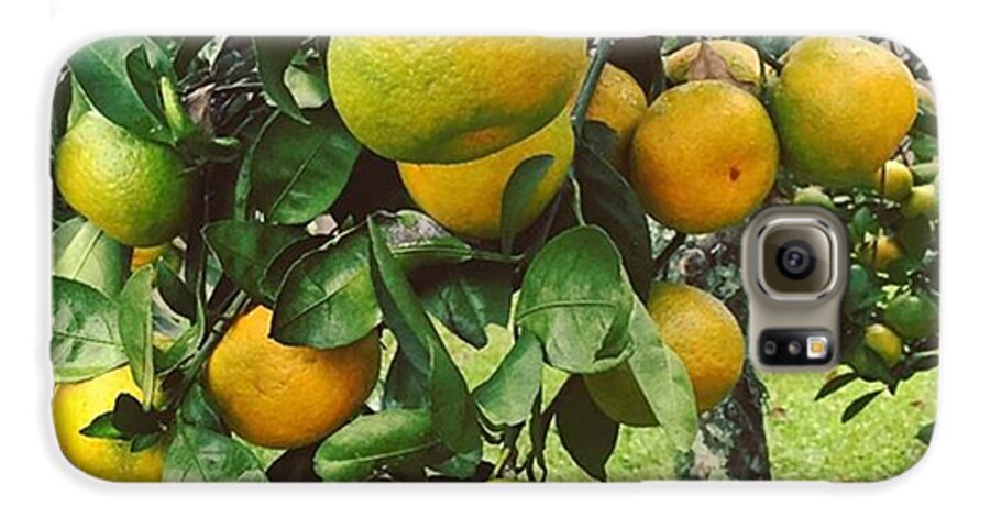 Fruit Galaxy S6 Case featuring the photograph Satsumas..we Wait All Year For These by Scott Pellegrin