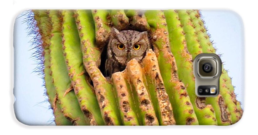 Animals Galaxy S6 Case featuring the photograph Screech Owl in Saguaro by Judy Kennedy
