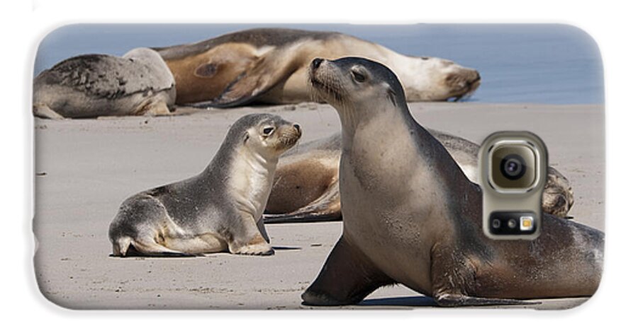 Sea Lion Galaxy S6 Case featuring the photograph Sea Lions by Werner Padarin
