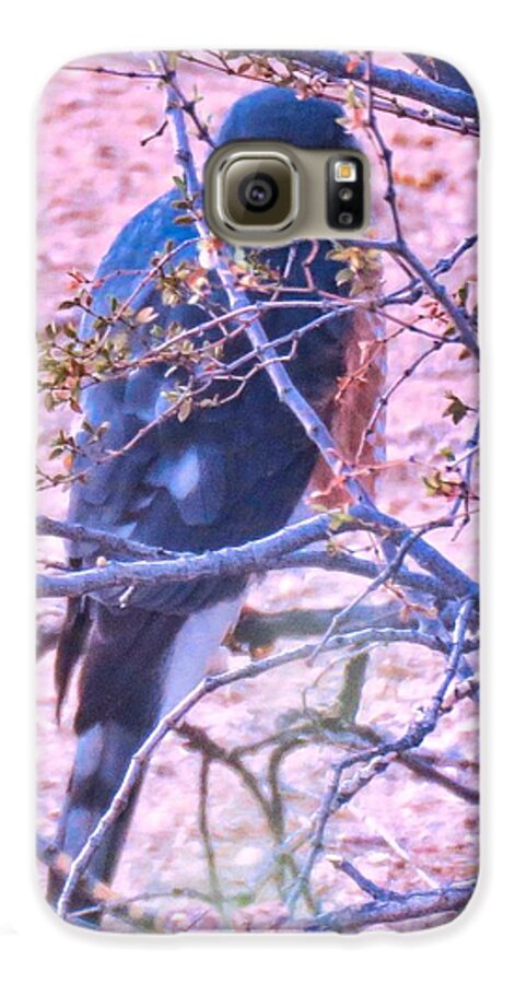 Accipiter Galaxy S6 Case featuring the photograph Sharp-Shinned Hawk Hunting in the Desert 2 by Judy Kennedy