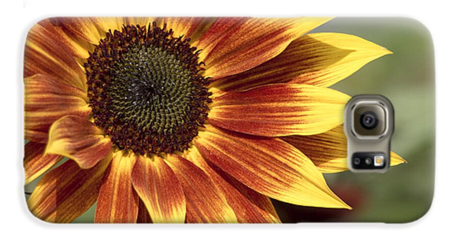 Sunflower Galaxy S6 Case featuring the photograph Sunflower by Ed Clark