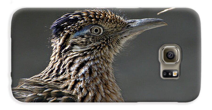 Greater Roadrunner Galaxy S6 Case featuring the photograph The Need For Speed by Fraida Gutovich