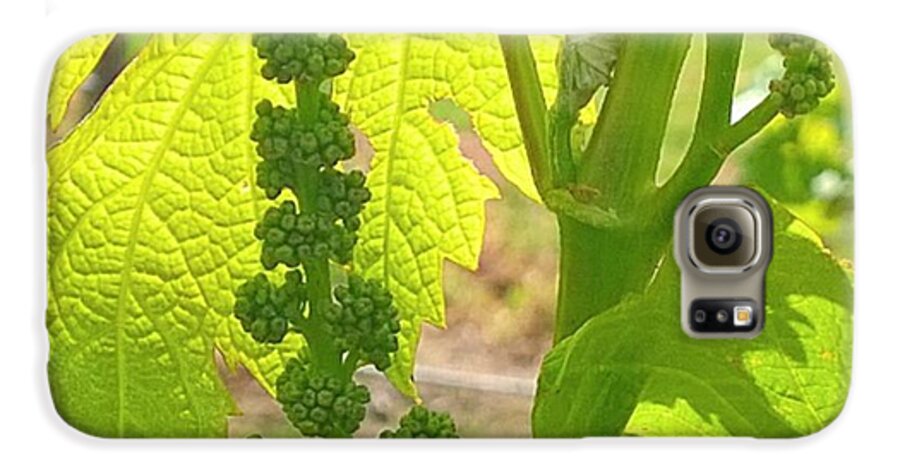 Waitingforharvest Galaxy S6 Case featuring the photograph #wine On The #vine 😊 #vineyard by Shari Warren