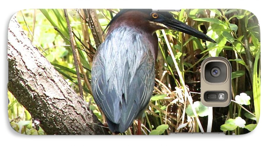 Green Heron Galaxy S7 Case featuring the photograph Green Heron #1 by Jeanne Juhos