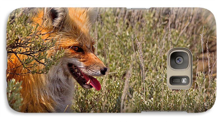 Red Fox Galaxy S7 Case featuring the photograph Red Fox in Sage #1 by Aaron Whittemore