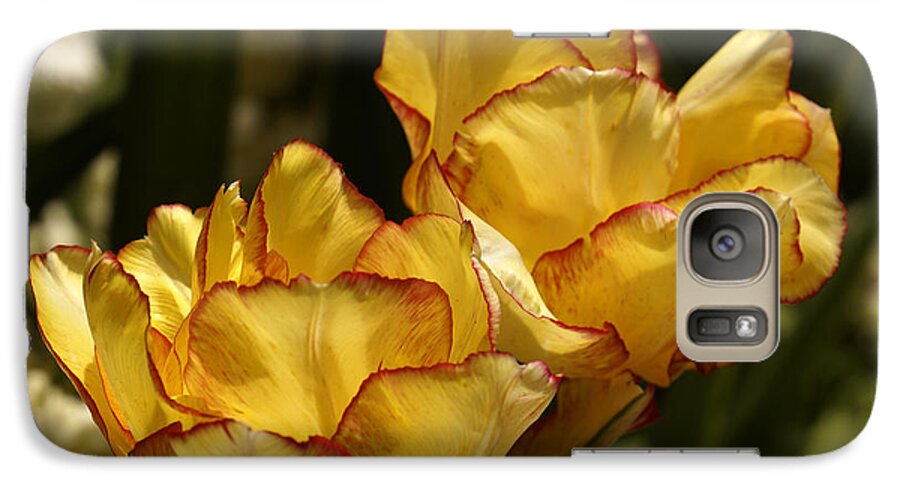Tulip Galaxy S7 Case featuring the photograph Tulips #2 by Inge Riis McDonald