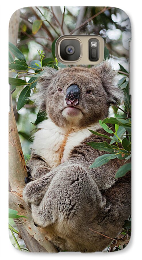 Animal Galaxy S7 Case featuring the photograph Koala (phascolarctos Cinereus #10 by Martin Zwick