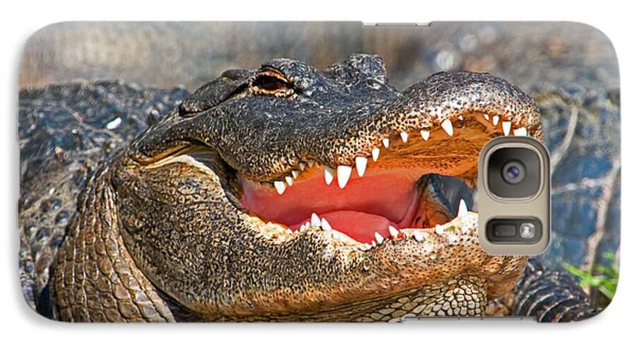 Alligator Galaxy S7 Case featuring the photograph American Alligator #13 by Millard H. Sharp