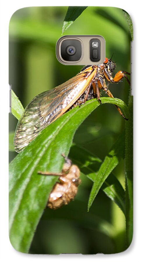 Periodical Cicada Galaxy S7 Case featuring the photograph 17 Year Itch by Rebecca Sherman