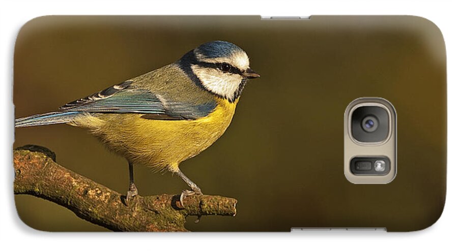 Blue Tit Galaxy S7 Case featuring the photograph Blue Tit #2 by Paul Scoullar