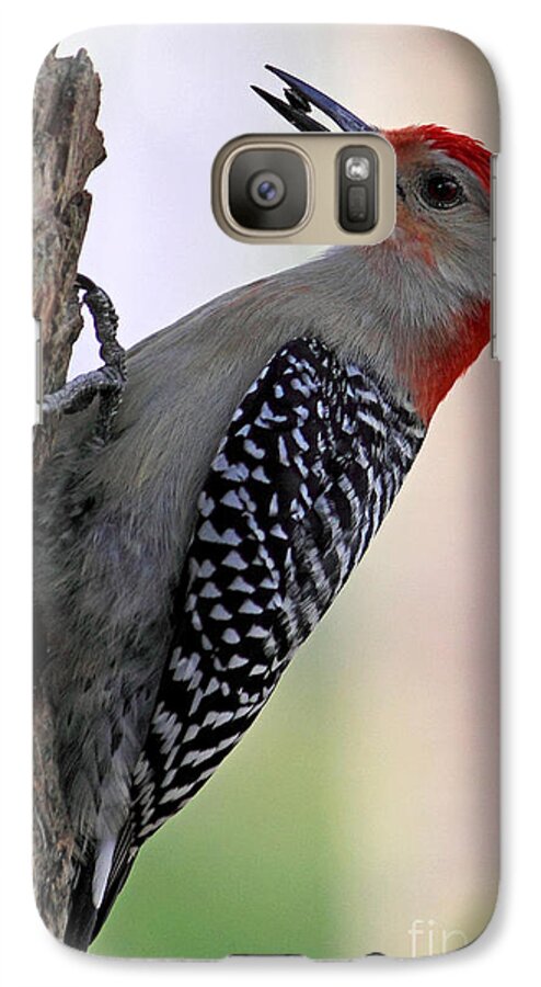 Red-bellied Woodpecker Galaxy S7 Case featuring the photograph Red Bellied Woodpecker #1 by Meg Rousher