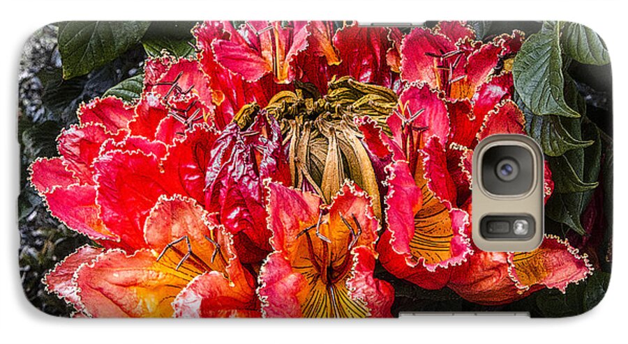 African Tulip Tree Galaxy S7 Case featuring the digital art African Tulip Tree Flowers by Photographic Art by Russel Ray Photos