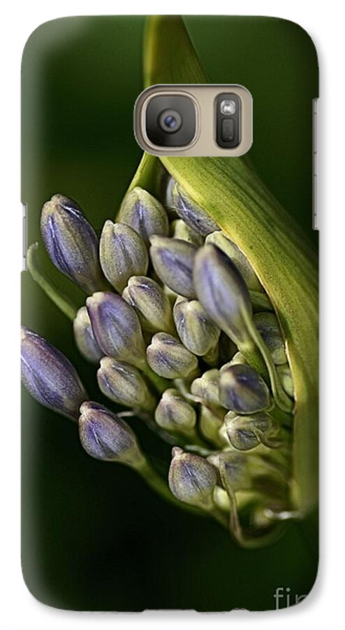 Lily Of The Nile Galaxy S7 Case featuring the photograph Agapanthus by Joy Watson
