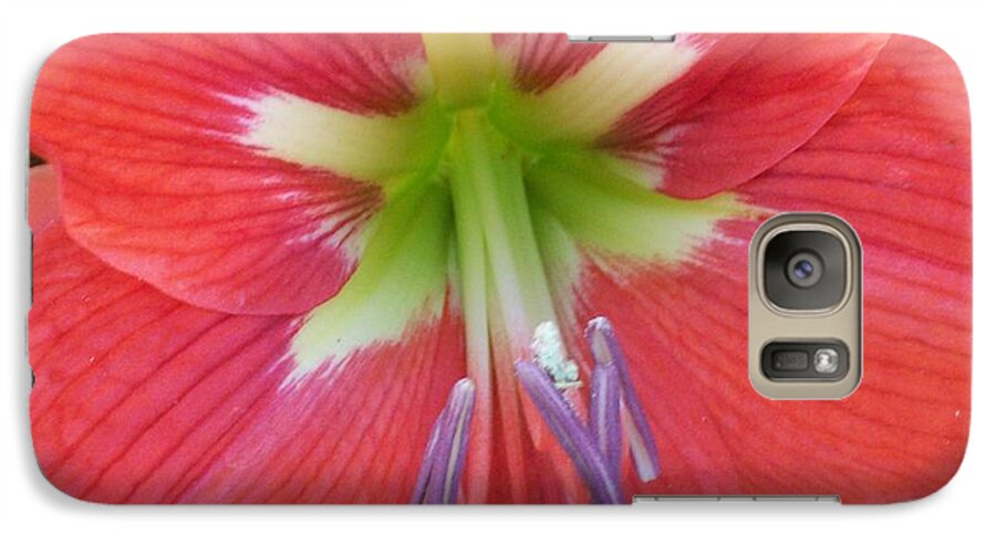 Amarylis With Red And Yellow Center. Galaxy S7 Case featuring the photograph Amarylis by Belinda Lee
