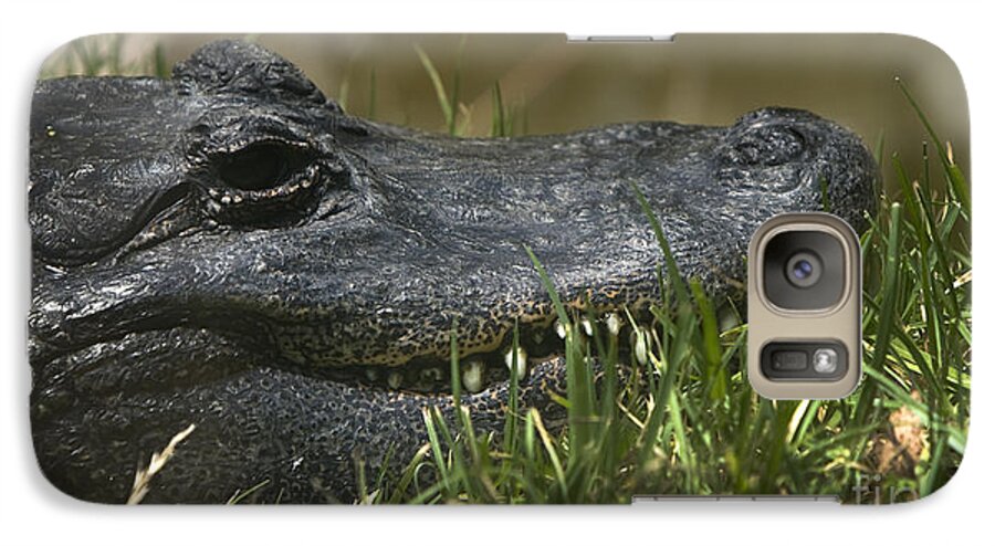  American Alligator Galaxy S7 Case featuring the photograph American Alligator Closeup by David Millenheft