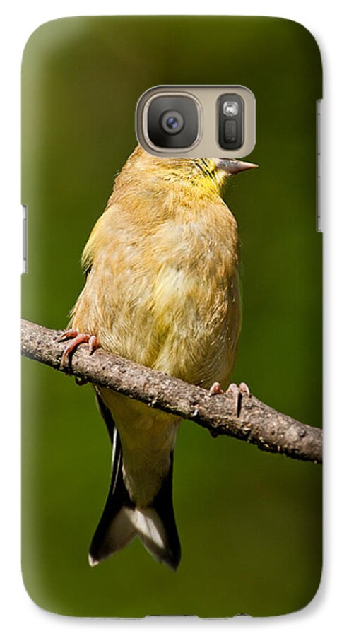 American Goldfinch Galaxy S7 Case featuring the photograph American Goldfinch Singing by Jeff Goulden