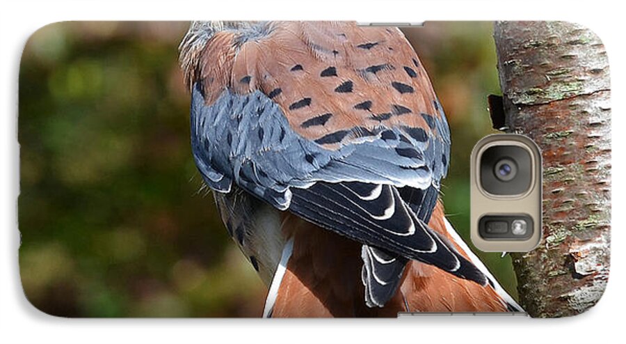 Kestral Galaxy S7 Case featuring the photograph American Kestral Portrait by Rodney Campbell