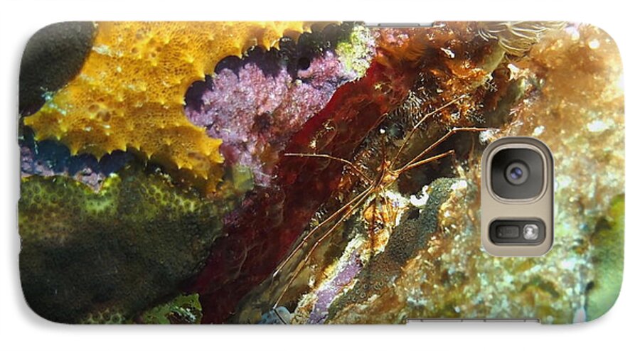 Nature Galaxy S7 Case featuring the photograph Arrow Crab in a Rainbow of Coral by Amy McDaniel